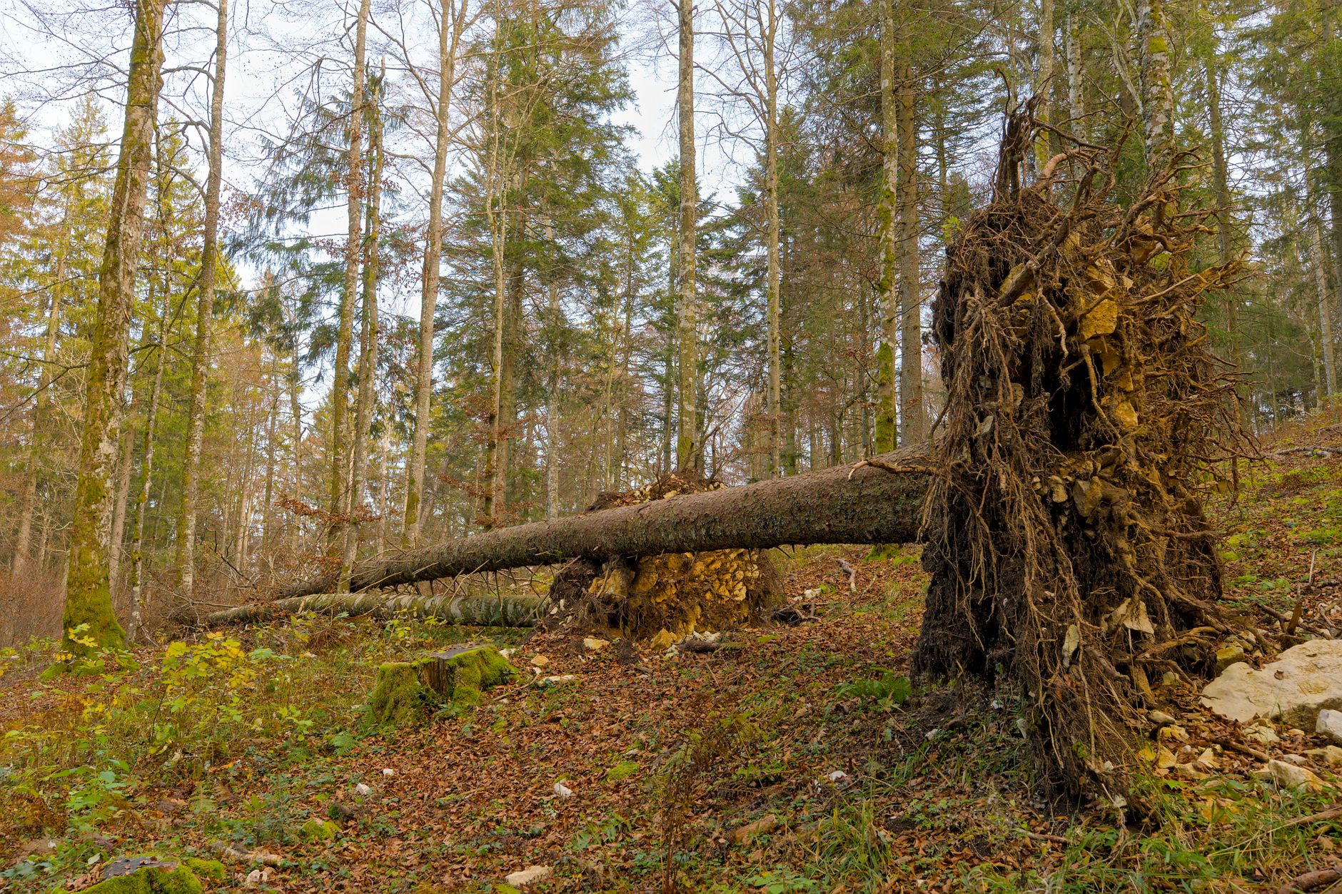 Enlèvement arbre urgence à Épernay